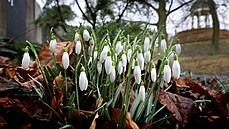 Bílé kvty snenek prochladlé jinovatkou jsou úzce spjaté s jarem, symbolem...