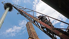 Hnízdo se nachází 12 metr� nad zemí. �ándor Havrán po n�m s miskou krmení �plhá...