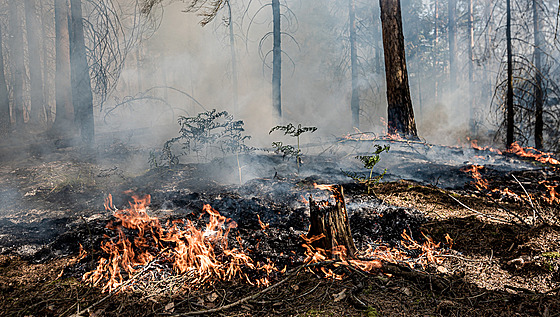 Čtrnáct jednotek hasičů zasahovalo v pátek večer u požáru lesa na Děčínsku....