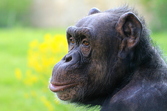 Šimpanzí samice