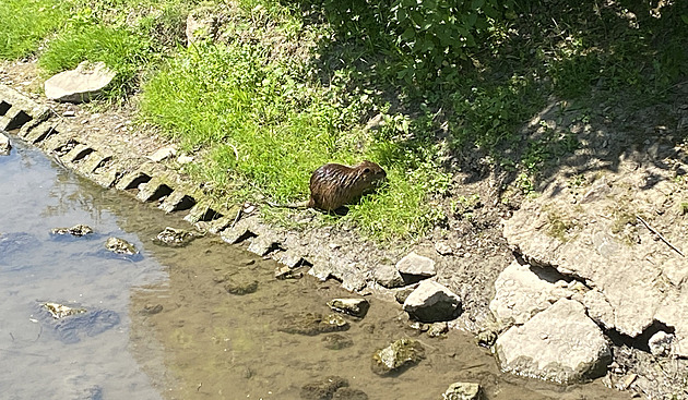Nutrie, které si ku�imská radnice sama p�ed lety do koryta Ku�imky nasadila...