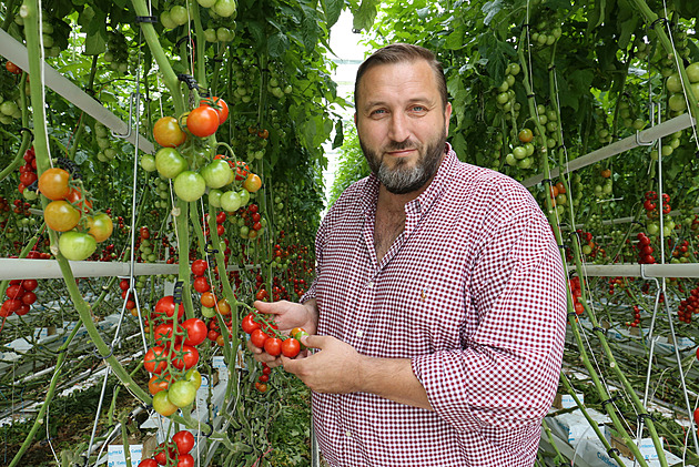 Skleník musí být pro rostliny jako nebe, říká český rajčatový král