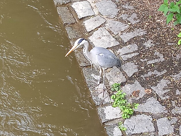 Kampa patí mezi velmi navtvované ásti stedu Prahy. V místech, kde vystupuje ertovka ze spojovacího kanálu, íhala na ryby volavka popelavá (Ardea cinerea). 