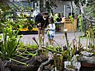 Ve sbírkových sklenících na Výstaviti Flora Olomouc mohou návtvníci výstavy...