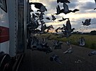 Z letit na Sokolovsku odstartovali holubi z 18 kamion