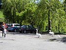 Ochoen labut v Novch Hradech vyvedly mlad, neboj se lid ani aut