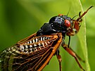 Cikáda v Columbii. Ka�dých 17 let cikády zaplaví n�kolik východních a...