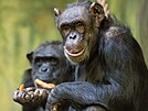 �impanz� samice Bonnie a Babeta v zoo ve Dvo�e Kr�lov�.