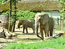 Trojice slonic africkch ije ve zlnsk zoo od roku 2003.