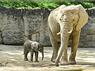 Prvn mld slona africkho, odchovan na zem esk republiky, se narodilo ve...