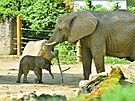 Prvn� ml�d� slona africk�ho, odchovan� na �zem� �esk� republiky, se narodilo ve...