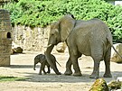 Prvn mld slona africkho, odchovan na zem esk republiky, se narodilo ve...