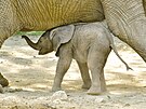 Prvn� ml�d� slona africk�ho, odchovan� na �zem� �esk� republiky, se narodilo ve...