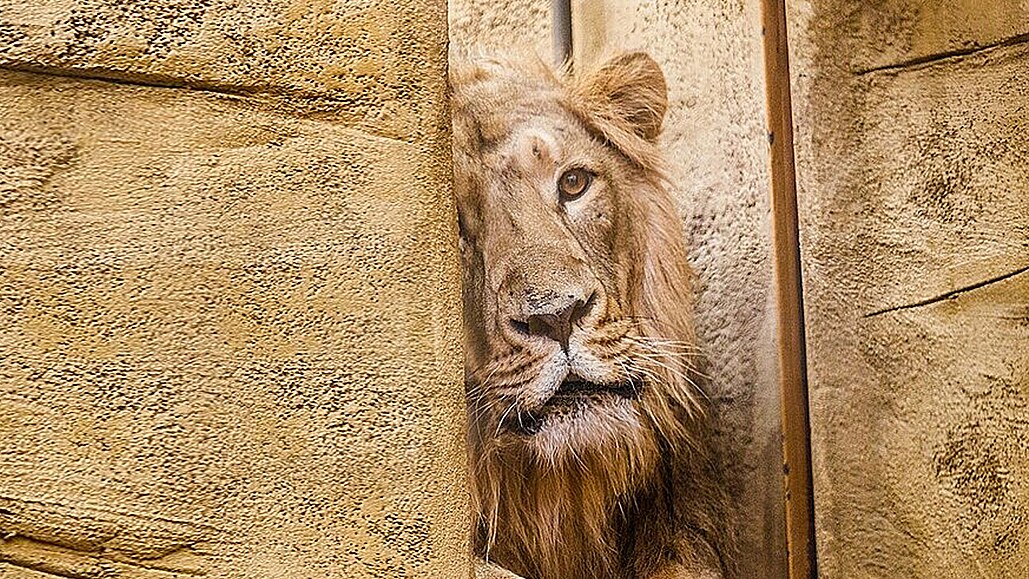 V Ostravě se zabydluje nový lví samec. Ke staré lvici chce zoo získat i nejméně...