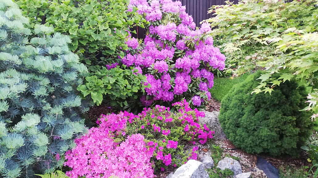 Taková normální zahrádka, kde dělají radost rododendrony i vistárie