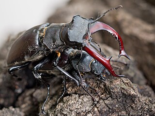 Roháč obecný (Lucanus cervus), nahoře samec, dole samice