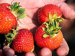 Tyto jahody nejsou ze skleníku, ale klasicky pěstované na poli.