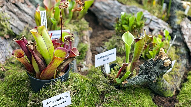 Ve sbírkových sklenících na Výstavišti Flora Olomouc mohou návštěvníci výstavy Živé pasti obdivovat stovky masožravých rostlin z několika sbírek. Zastoupeny jsou i vzácné druhy masožravé rostliny z rodu Heliamphora, které rostou na plošinách stolových hor v Jižní Americe.