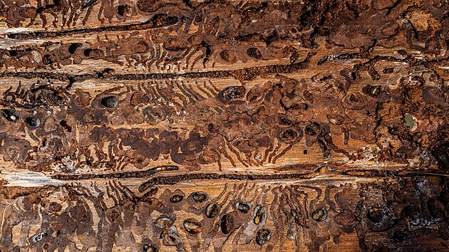 Kaceni lesa u stolov hory Osta na Nchodsku. Les v prvn zn prodn rezervace je napaden krovcem. (2021)