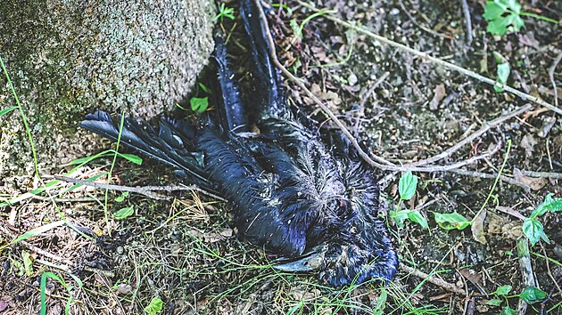 P��padem usmrcen�ch havran� se zab�v� t�borsk� policie. Zat�m se zd�, �e pt�ky n�kdo st��lel malor�kou.