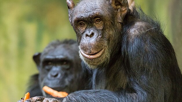 Šimpanzí samice Bonnie a Babeta v zoo ve Dvoře Králové.