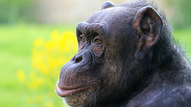 Šimpanzí samice Bonnie v zoo ve Dvoře Králové.