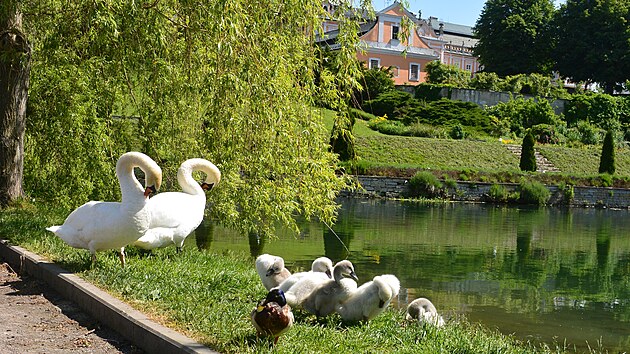 Na parkovišti pod zámkem v Nových Hradech se nyní často prochází labutí pár s šesti mláďaty. Z lidí ani aut strach nemají.