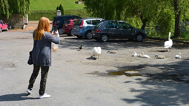 Houfy lidí labutě v Nových Hradech v posledních dnech přikrmují a přitom si je fotí. 