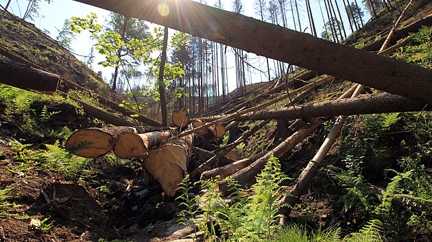 Ještě než došlo zkraje června k oficiálnímu otevření Sokolího trailu, je jeho spodní část zavřená. Důvod? Těžba kůrovcového dřeva.