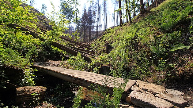Spodní část Sokolího trailu je aktuálně zasypaná pokácenými stromy.