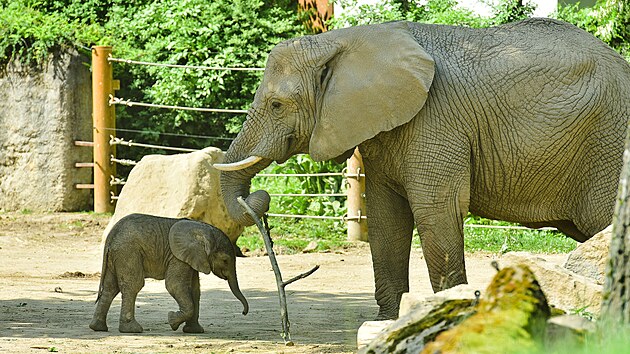 První mládě slona afrického, odchované na území České republiky, se narodilo ve zlínské zoo. Na snímku je staré 5 dnů (červen 2021).