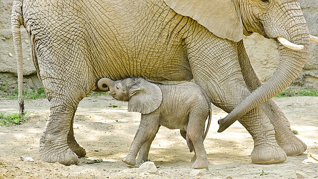 Prvn mld slona africkho, odchovan na zem esk republiky, se narodilo ve zlnsk zoo. Na snmku je star 5 dn (erven 2021).