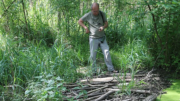 Plzesk kraj vyhlsil novou prodn rezervaci Janovsk mokad v tsn blzkosti dlnice D5 nedaleko herc a Nan na Plzesku. Na snmku je ornitolog Ji Vlek u bob hrze. (16. 6. 2021)