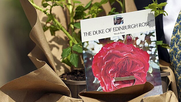 Krlovna Albta II. dostala od fa Krlovsk zahradnick spolenosti Keitha Weeda nov vylechtnou odrodu re s nzvem Vvoda z Edinburghu (Windsor, 9. ervna 2021).
