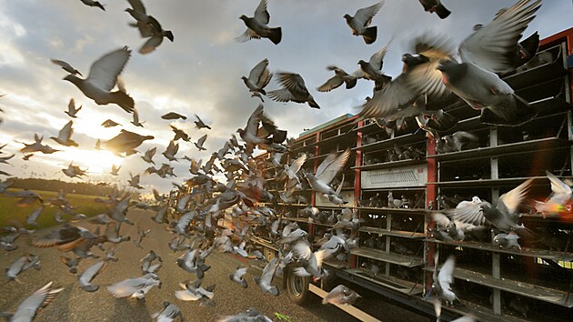 28 tisíc holubů vzlétlo za rozbřesku k největšímu závodu poštovních holubů - Katovický memoriál. Z letiště u Krajkové na Sokolovsku odstartovali holubi z 18 kamionů. (13. června 2021)