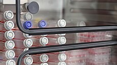 Ve firm Bene Meat Technologies pracují na vývoji kultivovaného masa, které...