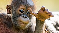 Orangutaní samika Diri v praské zoo