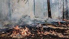 Čtrnáct jednotek hasičů zasahovalo v pátek večer u požáru lesa na Děčínsku....