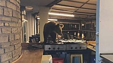 Do hotelu ve Vysokých Tatrách ve�el medv�d, dovnit� se dostal p�es dve�e na...