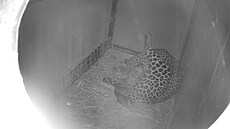 V brnnské zoo se narodila mláata levharta