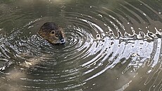 Nutrie, které si kuimská radnice sama ped lety do koryta Kuimky nasadila...