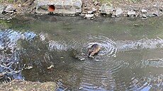 Nutrie, které si ku�imská radnice sama p�ed lety do koryta Ku�imky nasadila...