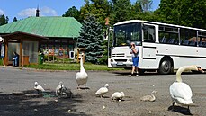 Labutí rodina se neváhá vydat ani na blízké parkovit, kam zajídjí autobusy.