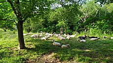 Takto v minulých dnech vypadala Branická T�e��ovka.