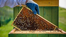 Na okraj p�ísn� st�e�eného areálu jaderné elektrárny v Dukovanech nedávno...