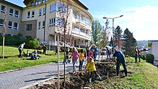 Skupinky dobrovolník se zapojily do komunitního sázení strom v Luhaovicích...