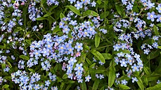 Archiv redakce �ENA A �IVOT