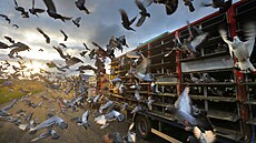 28 tisíc holub vzlétlo za rozbesku k nejvtímu závodu potovních holub -...