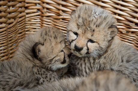 Ve dvorské zoo se narodilo pt mláat gepard.
