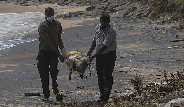 Moře u Srí Lanky vyplavilo po květnové nehodě stovky mrtvých želv